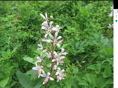 Dictamnus dasycarpus