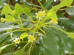 Cinnamomum reticulatum