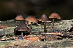 Mycena mulawaestris
