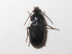 Anisodactylus binotatus
