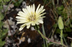 Lactuca tuberosa