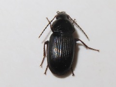 Anisodactylus binotatus