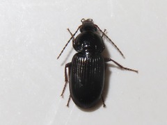 Anisodactylus binotatus