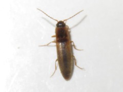 Dalopius marginatus