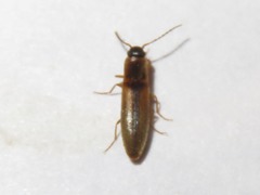 Dalopius marginatus