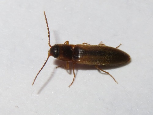 margined click beetle, Leidschendam, Nederland, photo 5 of 10