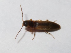Dalopius marginatus