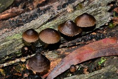 Mycena mulawaestris