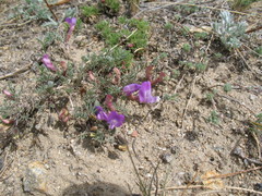 Astragalus angarensis