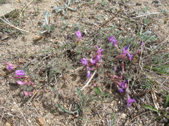 Astragalus angarensis