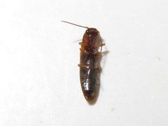 Dalopius marginatus