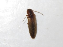 Dalopius marginatus