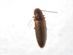 Dalopius marginatus