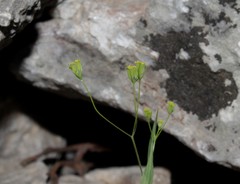 Bupleurum trichopodum