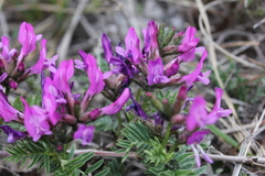 Astragalus suffruticosus