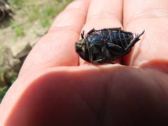 Protaetia opaca