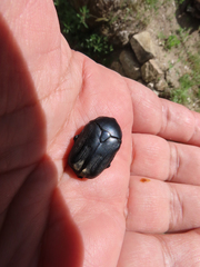 Protaetia opaca