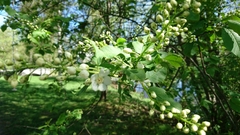 Prunus padus