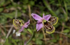 Ophrys homeri