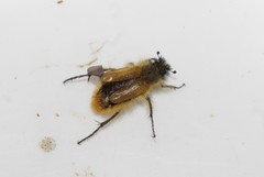 Eulasia bicolor dichroa