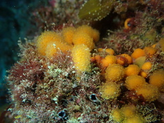 Pseudodistoma novaezelandiae