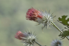 Cirsium anartiolepis