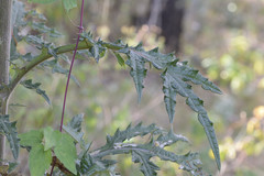 Cirsium anartiolepis