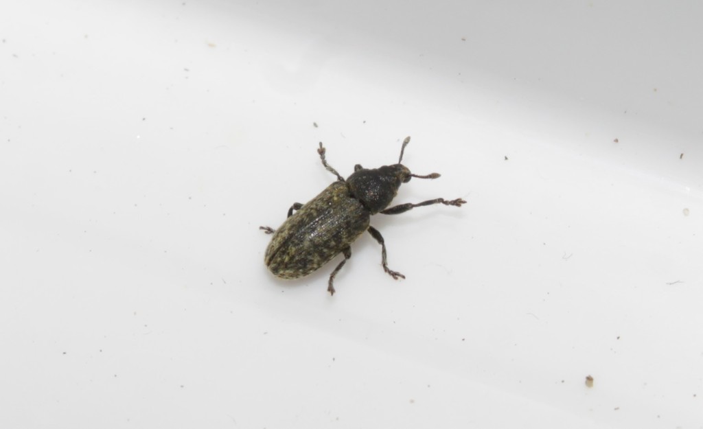 Rhinocyllus oblongus