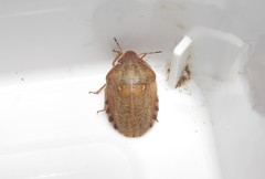 Eurygaster integriceps