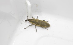Lixus cardui