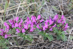 Astragalus suffruticosus