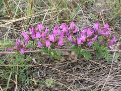 Astragalus suffruticosus