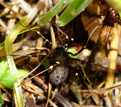 Egaenus convexus