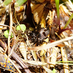 Egaenus convexus
