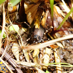 Egaenus convexus