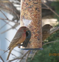 Haemorhous mexicanus