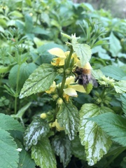Bombus pascuorum