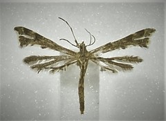 Amblyptilia punctidactyla