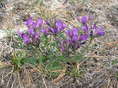 Astragalus suffruticosus