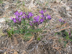 Astragalus suffruticosus