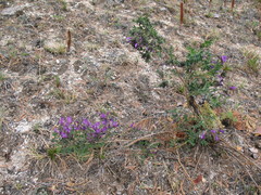 Astragalus suffruticosus