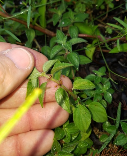 Pouzolzia zeylanica iNat (3)