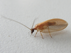 Hemerobius harmandinus