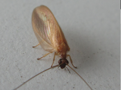 Hemerobius harmandinus