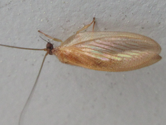 Hemerobius harmandinus