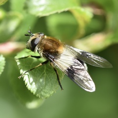 Leucozona lucorum