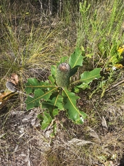 Banksia robur