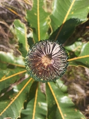 Banksia robur