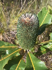 Banksia robur