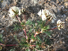 Astragalus chorinensis
